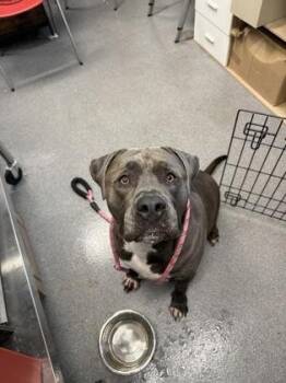 Tooni -  Mixed Breed Dog for Adoption in West Chester, Pennsylvania - Tooni | PetCurious