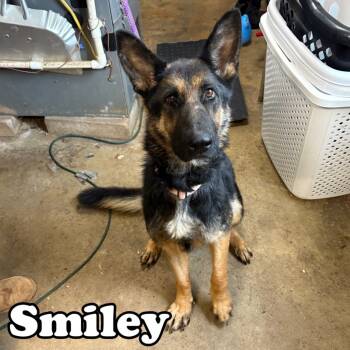 Rescue German Shepherd Dog Dogs for Adoption in Hillsboro, Ohio - Smiley | PetCurious