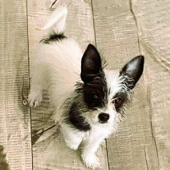 Papillon and Yorkshire Terrier Dogs Available for Adoption - Tinkerbell | PetCurious