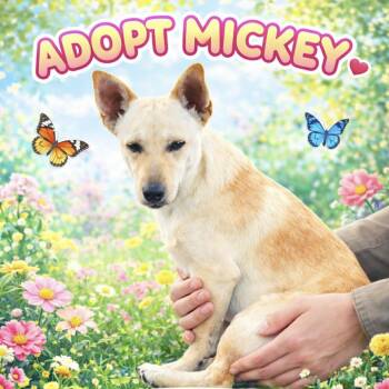 Chihuahua and Jack Russell Terrier Dogs Available for Adoption - MICKEY Is Only 9 Pounds | PetCurious