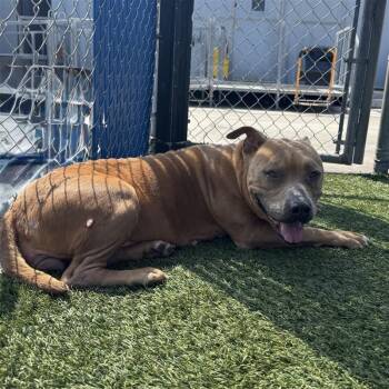 Pit Bull Terrier Dogs Available for Adoption - Annie | PetCurious