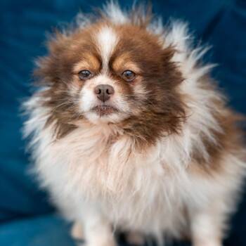Pomeranian Dogs Available for Adoption - Cajun | PetCurious