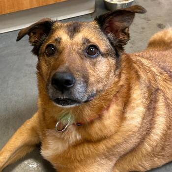 Harly -  Mixed Breed Dog for Adoption in Pittsburgh, Pennsylvania - Harly | PetCurious