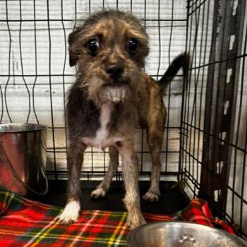 Mixed Breed Dogs Available for Adoption in Rockville, Maryland - Karl | PetCurious