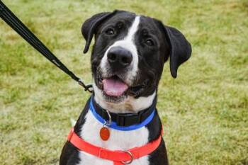 Verdugo -  Great Dane and Mixed Breed Dog for Adoption in Minneapolis, Minnesota - Verdugo | PetCurious