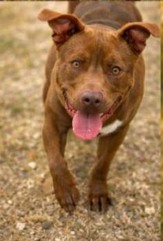 Chocolate Labrador Retriever and Pit Bull Terrier Dogs Available for Adoption in Mansfield, Texas - Huckleberry AKA Huck | PetCurious
