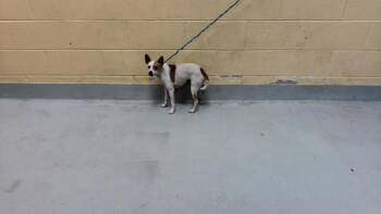 BRUTUS -  Chihuahua and Mixed Breed Dog for Adoption in Tulsa, Oklahoma - BRUTUS | PetCurious