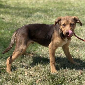 Labrador Retriever Dogs Available for Adoption in Locust Fork, Alabama - Pecan | PetCurious