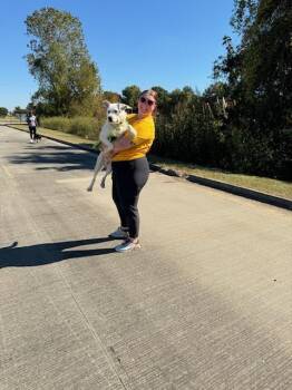 Chupi -  Pit Bull Terrier and Wire Fox Terrier Dog for Adoption in Monroe, Louisiana - Chupi | PetCurious