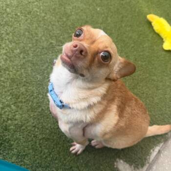 Teddy -  Chihuahua Dog Available for Adoption in Titusville, Florida - Teddy | PetCurious