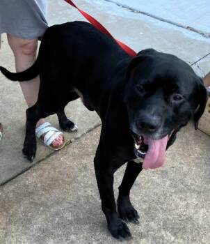 Nino -  Black Labrador Retriever and Mixed Breed Dog for Adoption in Disputanta, Virginia - Nino | PetCurious
