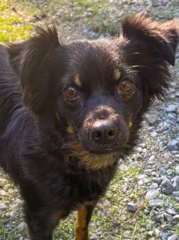Mila -  Mixed Breed Dog for Adoption in Vashon, Washington - Mila | PetCurious