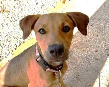Mixed Breed Dogs Available for Adoption in Mississauga, Ontario - Clover (35 Lbs) | PetCurious