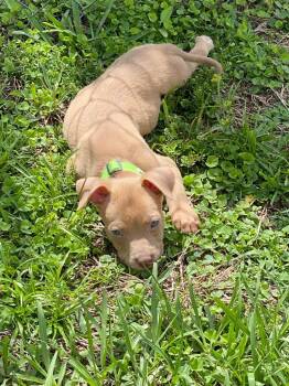 Luigi -  Mixed Breed Dog for Adoption in Ocala, Florida - Luigi | PetCurious