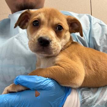 Shepherd Dogs Available for Adoption - Chuck Mcgee | PetCurious