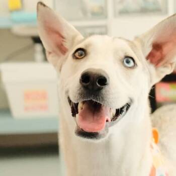 Rescue Husky Dogs for Adoption in Auburn, Washington - BALTO | PetCurious