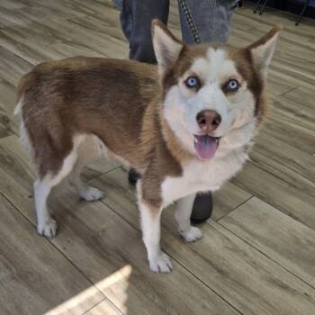Rescue Siberian Husky Dogs for Adoption in Newark, New Jersey - Julie | PetCurious