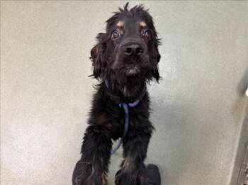 A175854 -  Mixed Breed Dog for Adoption in Santa Fe, New Mexico - A175854 | PetCurious
