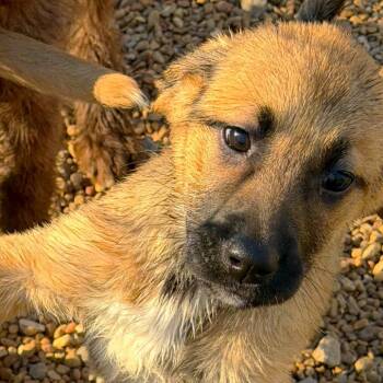 Mixed Breed Dogs Available for Adoption - Hello Kitty | PetCurious