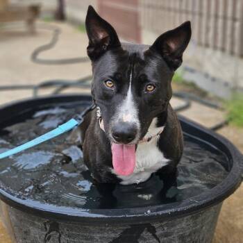 Midnights -  German Shepherd Dog and Mixed Breed Dog for Adoption in East St. Louis, Illinois - Midnights | PetCurious