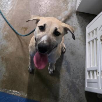 Laila -  Pit Bull Terrier and Mixed Breed Dog Available for Adoption in Green Forest, Arkansas - Laila | PetCurious