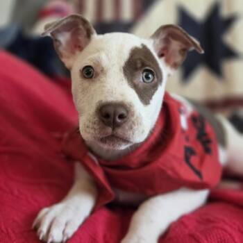 Mindy -  Pit Bull Terrier Dog for Adoption in Greensboro, Georgia - Mindy | PetCurious