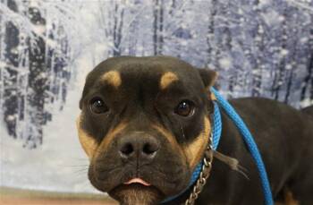 Mixed Breed Dogs Available for Adoption - MARBLE | PetCurious