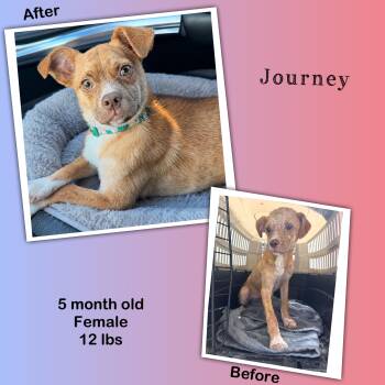 Journey -  Rat Terrier and Black Labrador Retriever Dog for Adoption in Baton Rouge, Louisiana - Journey | PetCurious