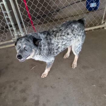 Rescue Australian Cattle Dog Blue Heeler and Australian Shepherd Dogs for Adoption in Blair, Wisconsin - Concho | PetCurious