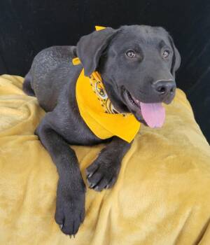 Labrador Retriever Dogs Available for Adoption in Mount Laurel Township, New Jersey - Easton | PetCurious