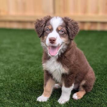 Heath -  Australian Shepherd Dog for Adoption in La Grange, Kentucky - Heath | PetCurious
