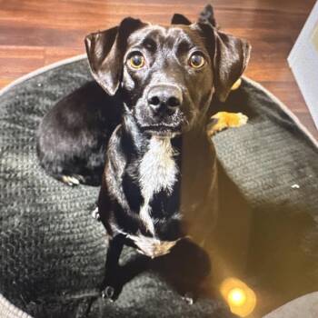 Breezy -  Rat Terrier and Mixed Breed Dog for Adoption in New Orleans, Louisiana - Breezy | PetCurious