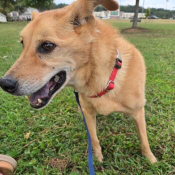 Rescue Cattle Dog Dogs for Adoption in Huntsville, Alabama - Lil Bit | PetCurious