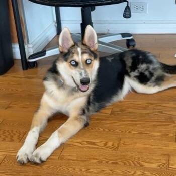 Rescue Husky Dogs for Adoption in Morden, Manitoba - Letty | PetCurious