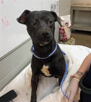 Mixed Breed Dogs Available for Adoption in Jacksonville, Florida - CRUELLA | PetCurious