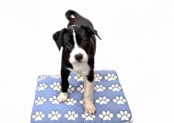 American Bulldog and Mixed Breed Dogs Available for Adoption in Fort Lauderdale, Florida - BOOMER | PetCurious