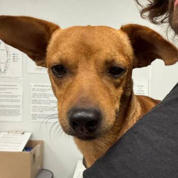 Saki -  Dachshund and Mixed Breed Dog for Adoption in Abilene, Texas - Saki | PetCurious