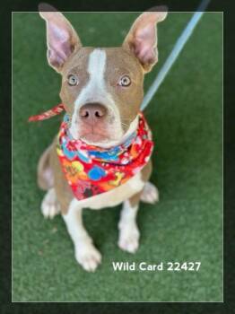 WILD CARD -  Pit Bull Terrier Dog for Adoption in Marietta, Georgia - WILD CARD | PetCurious