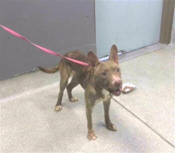 BARBIE -  American Staffordshire Terrier and Boston Terrier Dog for Adoption in Tallahassee, Florida - BARBIE | PetCurious