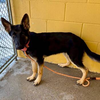 Vicky -  Mixed Breed Dog for Adoption in Las Cruces, New Mexico - Vicky | PetCurious