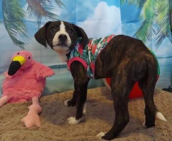 Rescue Husky and Hound Dogs for Adoption in Salt Lake City, Utah - Montego | PetCurious