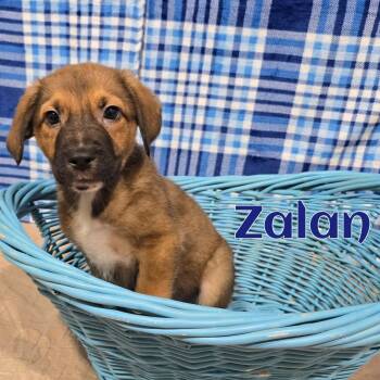 Mixed Breed Dogs Available for Adoption in Joliet, Illinois - Zalan | PetCurious