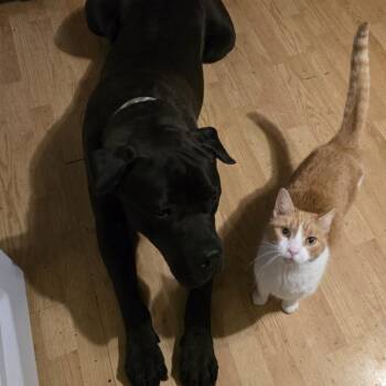 Cane Corso Dogs Available for Adoption - Alexander | PetCurious