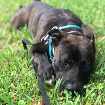 Mixed Breed Dogs Available for Adoption in Bradenton, Florida - Sadie Mae | PetCurious