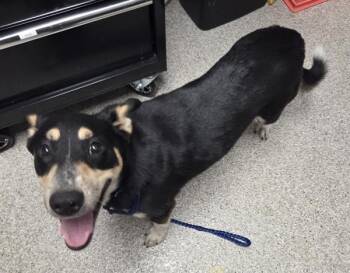 Siberian Husky and Australian Cattle Dog Blue Heeler Dogs Available for Adoption in Vancouver, Washington - Renesme | PetCurious