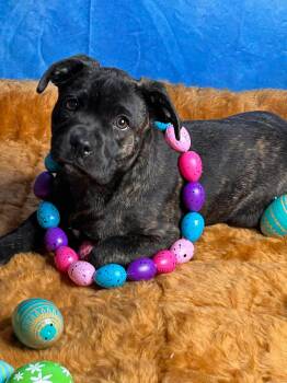 Boxer and Bulldog Dogs Available for Adoption in Glocester, Rhode Island - Tawny | PetCurious