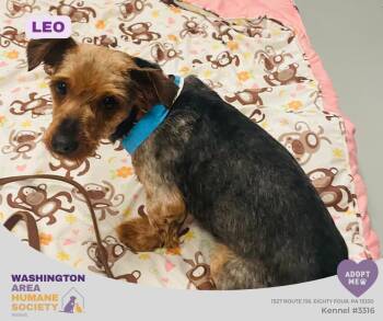 Leo -  Yorkshire Terrier Dog for Adoption in Eighty Four, Pennsylvania - Leo | PetCurious