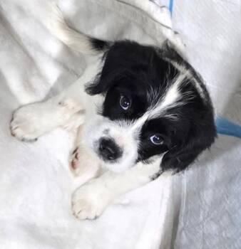 Border Collie and Spaniel Dogs Available for Adoption in Shawnee, Oklahoma - Esmea | PetCurious