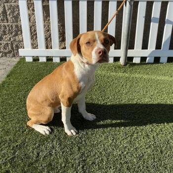 SUNNY -  Pit Bull Terrier Dog for Adoption in Modesto, California - SUNNY | PetCurious