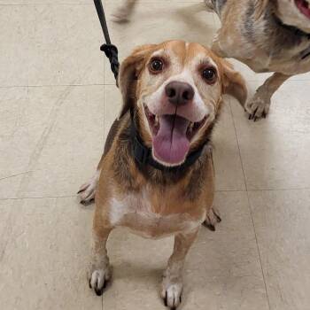 Angus -  Beagle Dog for Adoption in Lake Panasoffkee, Florida - Angus | PetCurious